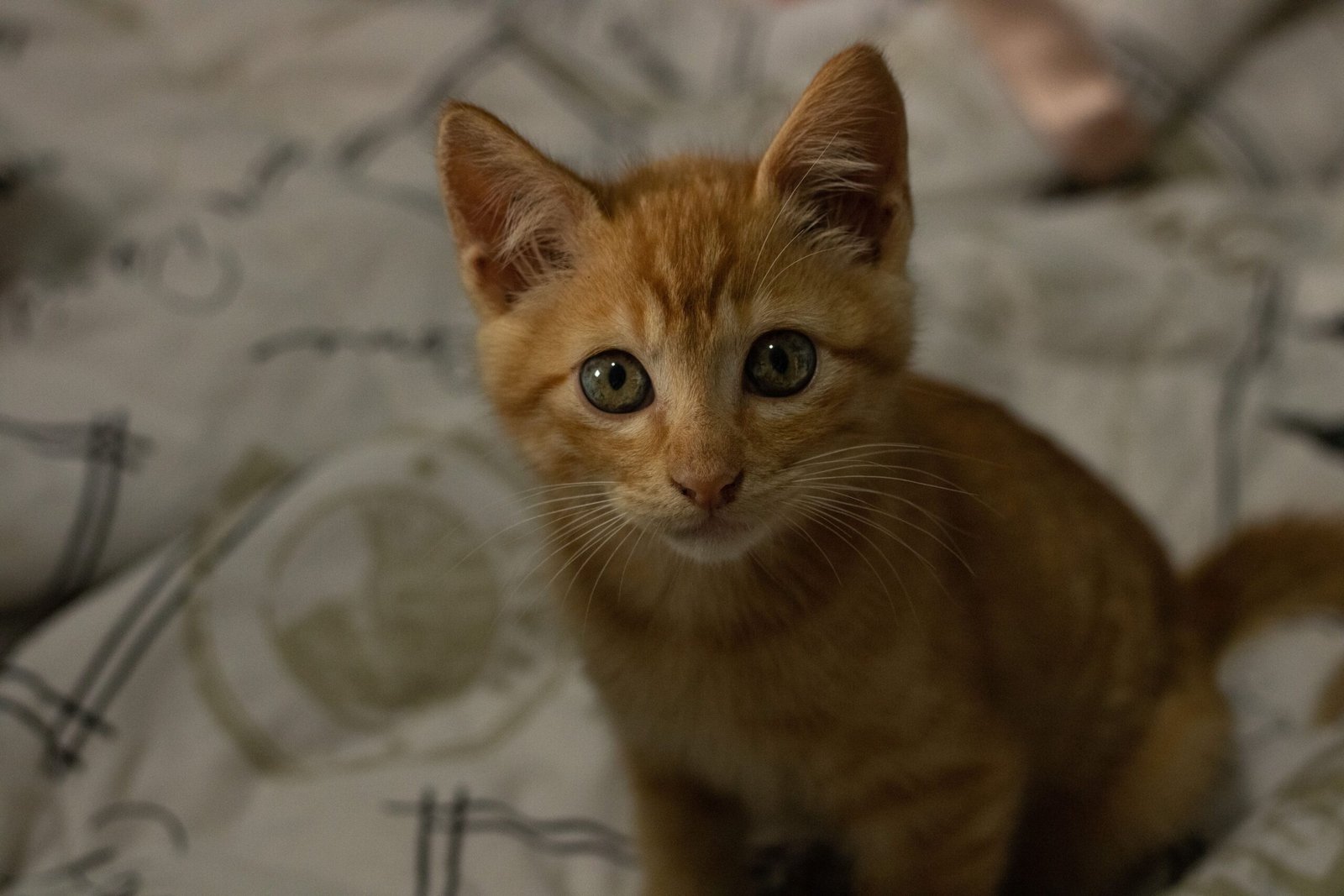 Fontaine pour chat ou gamelle d&rsquo;eau : comment choisir la meilleure solution au quotidien ?
